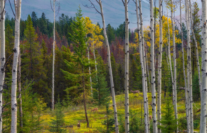 A nature photograph taken in Jasper National Park of aspen trees in autumn colour with light hitting a lone conifer in the background. 4 deer wander through the landscape