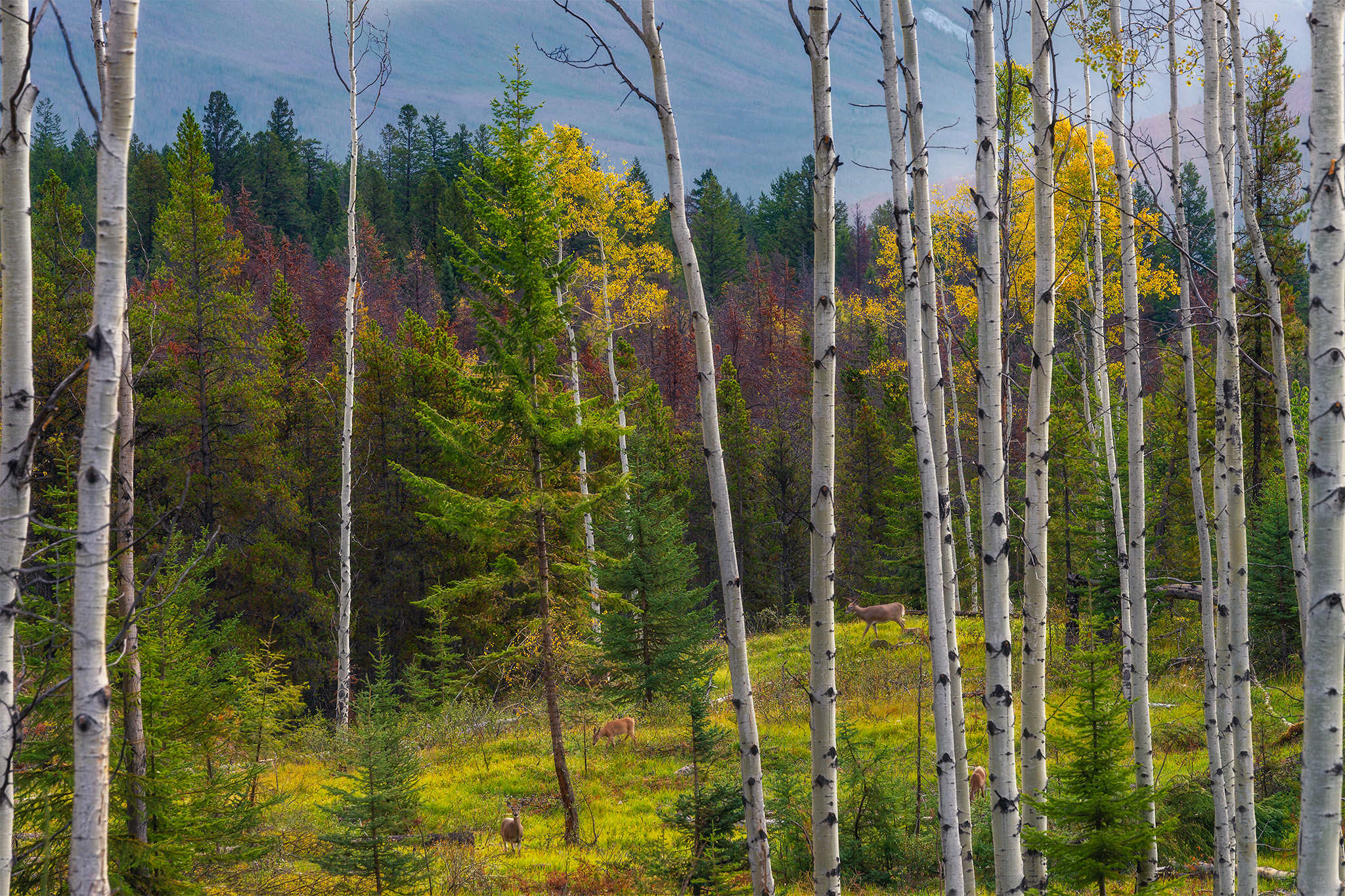 A nature photograph taken in Jasper National Park of aspen trees in autumn colour with light hitting a lone conifer in the background. 4 deer wander through the landscape