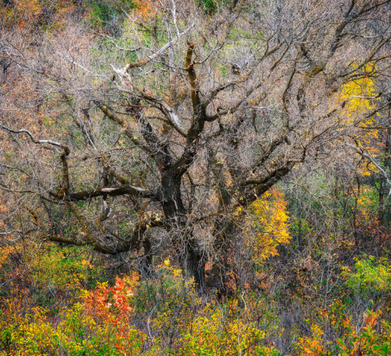 Nature Photography of an old dead tree in Saskatchewan surrounded by fall foliage