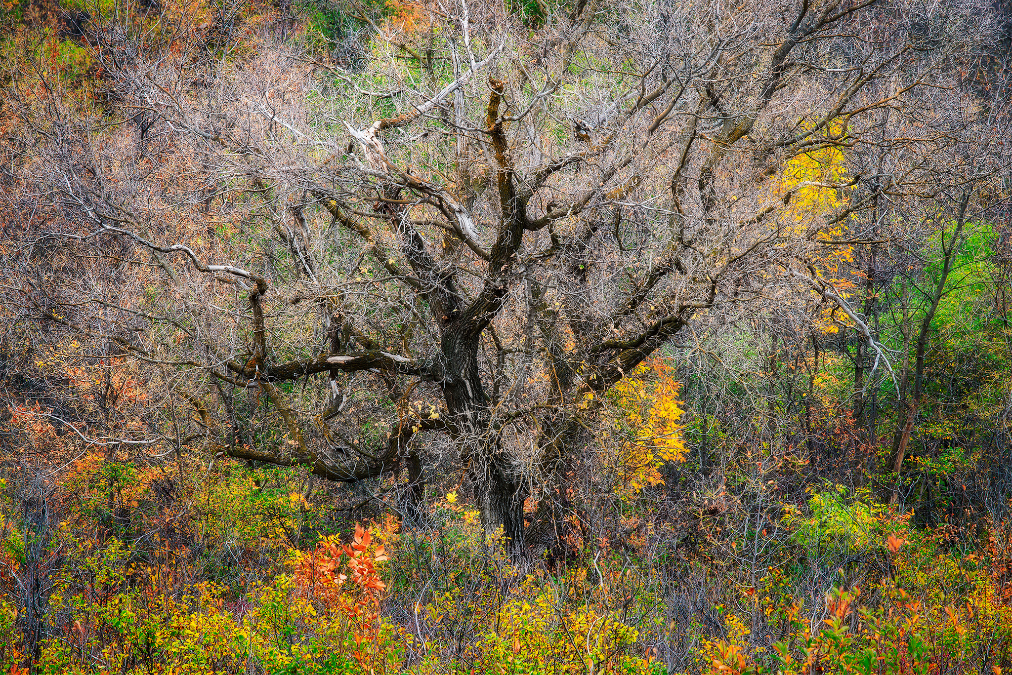 Nature Photography of an old dead tree in Saskatchewan surrounded by fall foliage
