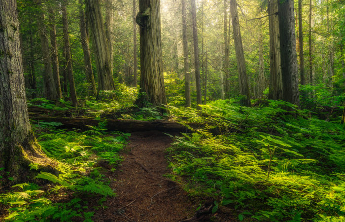 A nature photograph of an old growth forest in British Columbia