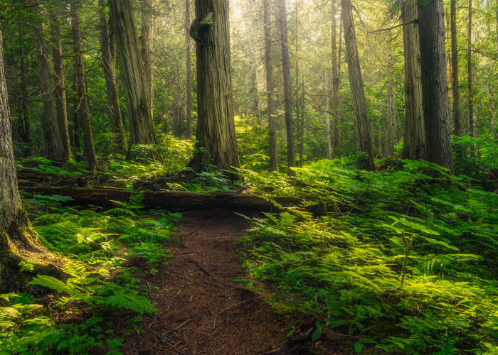 A nature photograph of an old growth forest in British Columbia