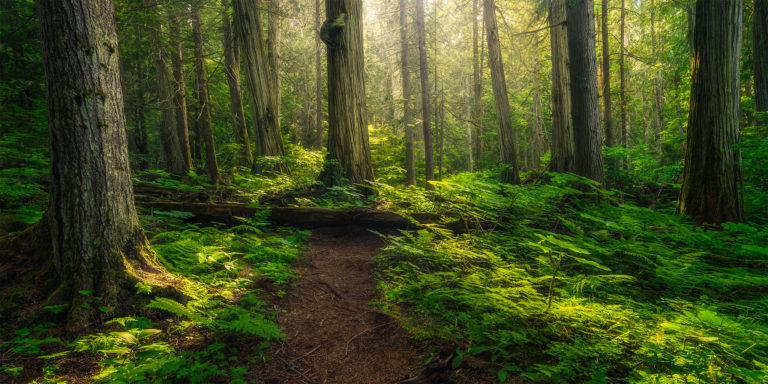 A nature photograph of an old growth forest in British Columbia