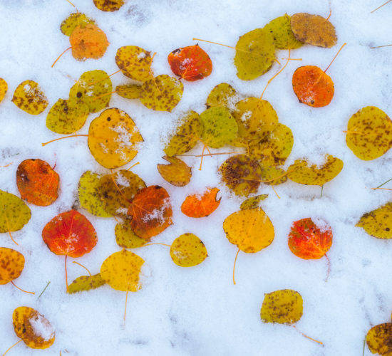 An abstract photograph of aspen leaves on a fresh bed of snow in Saskatchewan