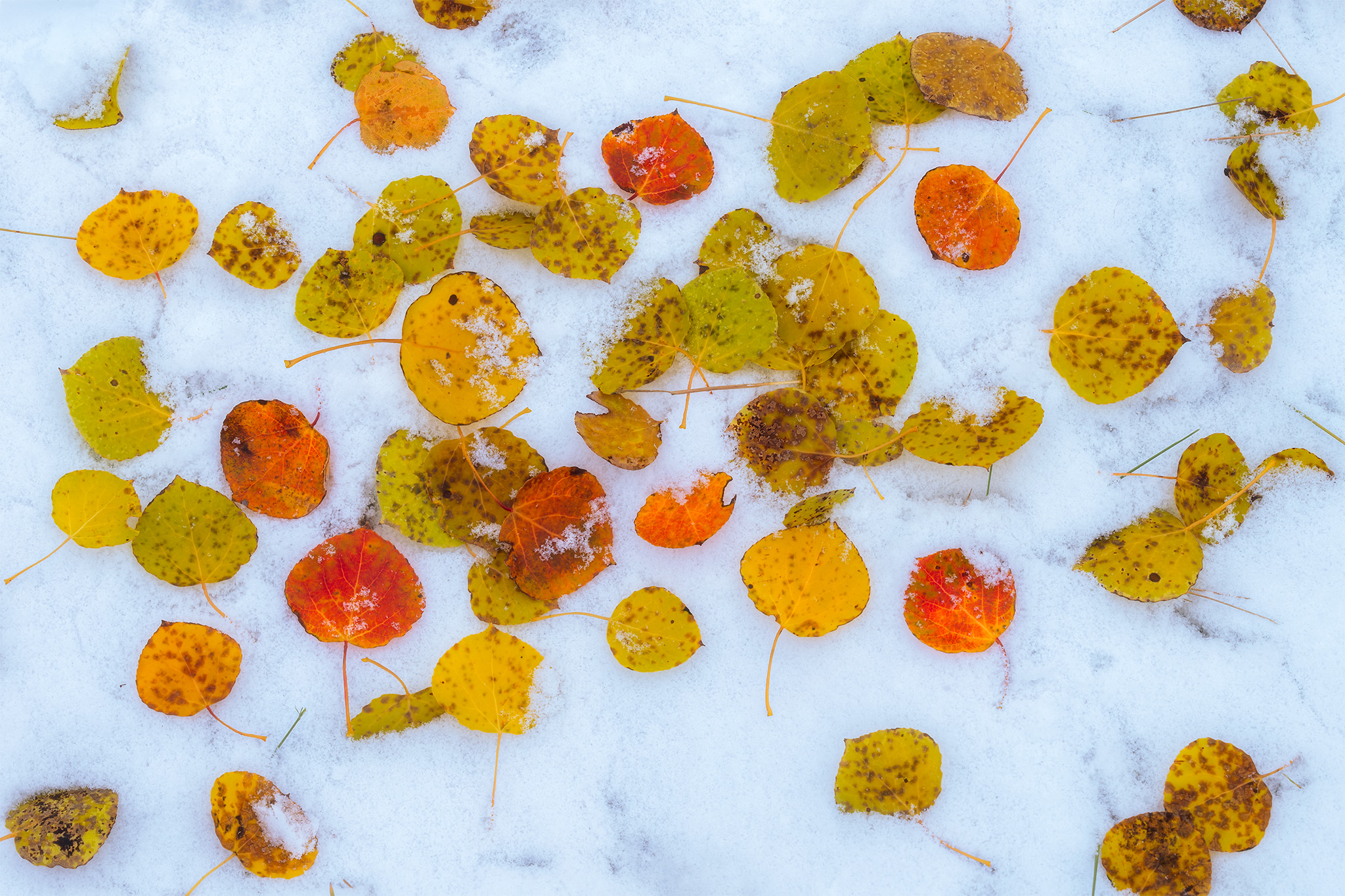 An abstract photograph of aspen leaves on a fresh bed of snow in Saskatchewan