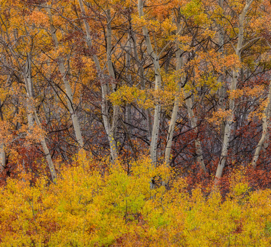 An intimate landscape photograph of fall foliage and aspen trees in Saskatchewan