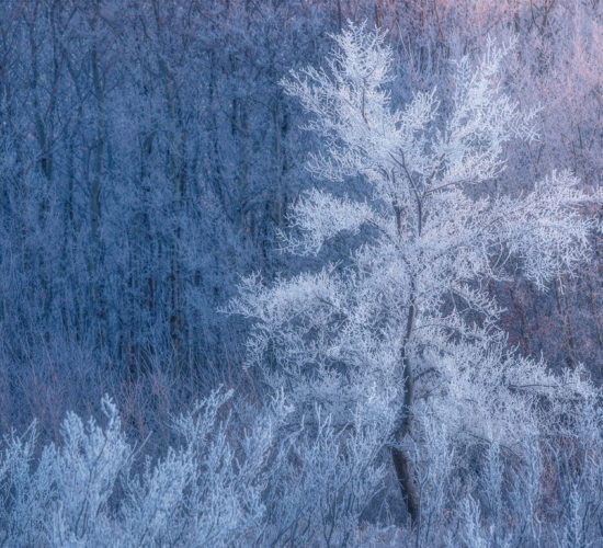 A nature photograph of a tree covered in hoar frost in Saskatchewan