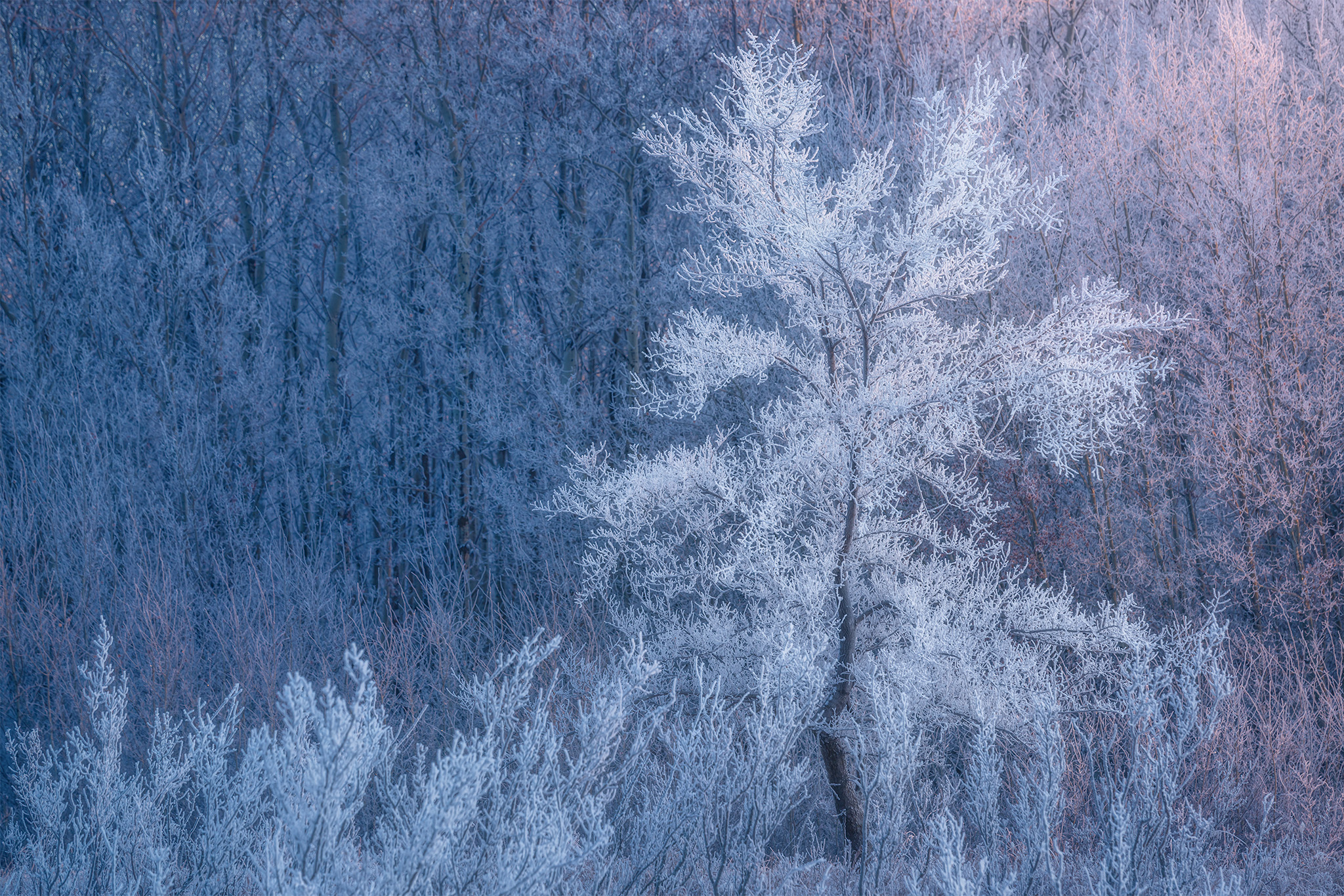 A nature photograph of a tree covered in hoar frost in Saskatchewan