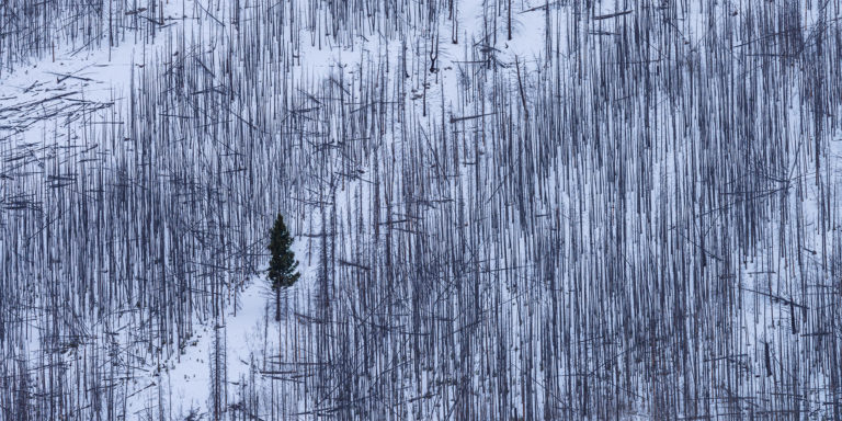 An intimate landscape photograph of a lone surviving tree in the middle of a burnt forest at lake Minnewanka, Alberta