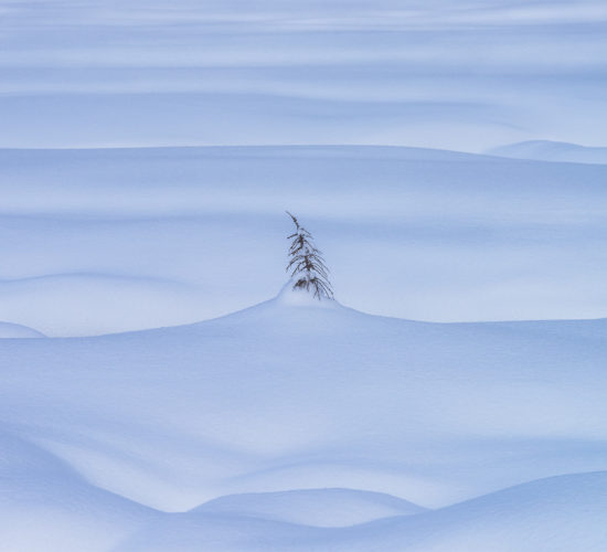 An intimate landscape photograph of a lone tree covered in snow in the Canadian Rockies