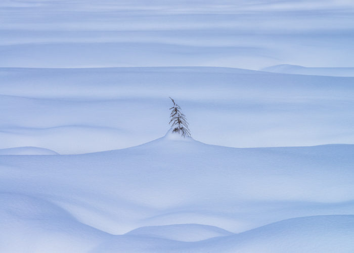 An intimate landscape photograph of a lone tree covered in snow in the Canadian Rockies