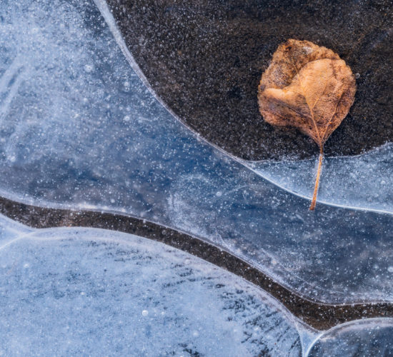 An intimate landscape photograph of a leaf encased in ice