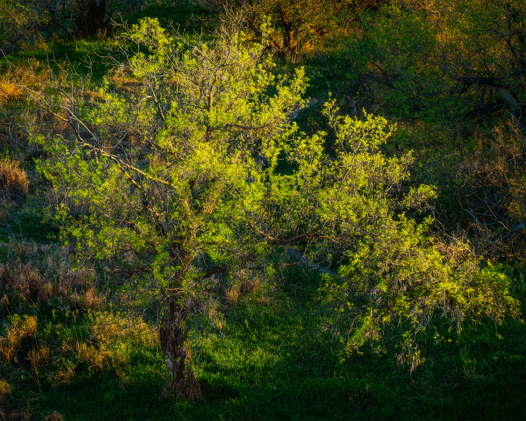 An intimate landscape photograph of an old Cottonwood tree in vibrant spring colour in Wascana Trails, Saskatchewan