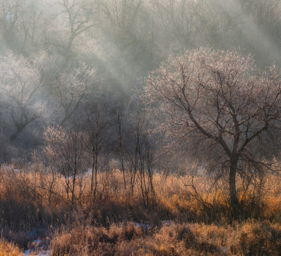 An intimate landscape photograph of a tree in Wascana Trails Saskatchewan getting hit by sunrise
