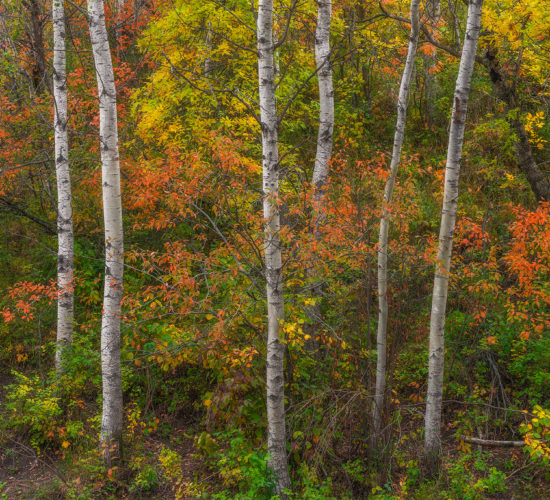 An intimate landscape photograph featuring several aspen trees and fall foliage in the Qu'Apelle Valley, Saskatchewan