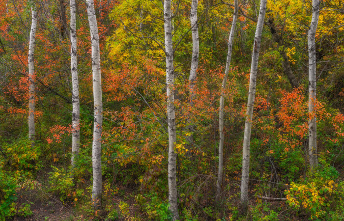 An intimate landscape photograph featuring several aspen trees and fall foliage in the Qu'Apelle Valley, Saskatchewan