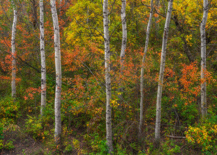 An intimate landscape photograph featuring several aspen trees and fall foliage in the Qu'Apelle Valley, Saskatchewan