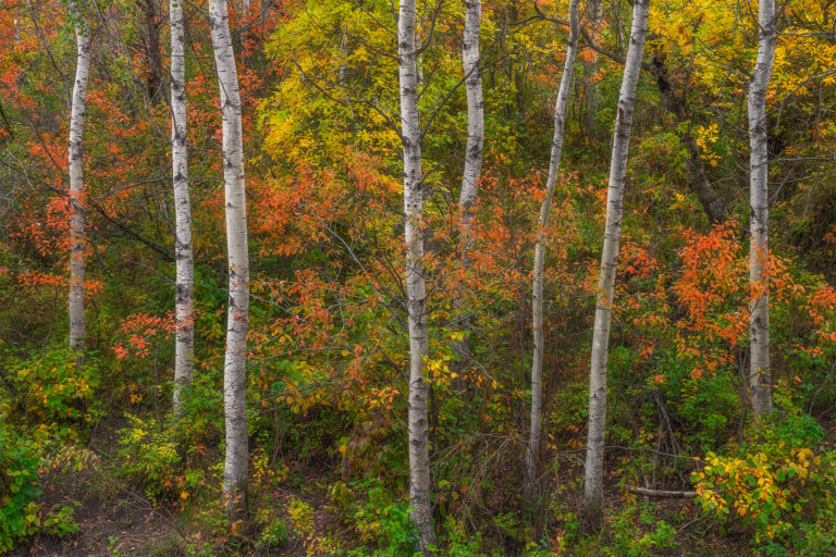 An intimate landscape photograph featuring several aspen trees and fall foliage in the Qu'Apelle Valley, Saskatchewan