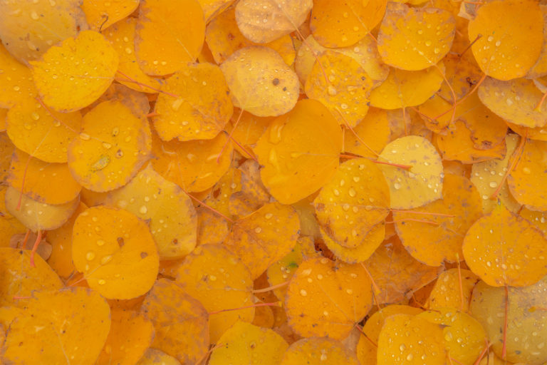 An abstract landscape photograph of gold aspen leaves covering the ground