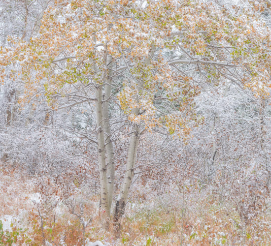 An intimate landscape photograph of an aspen tree covered in snow in fall colour in Saskatchewan