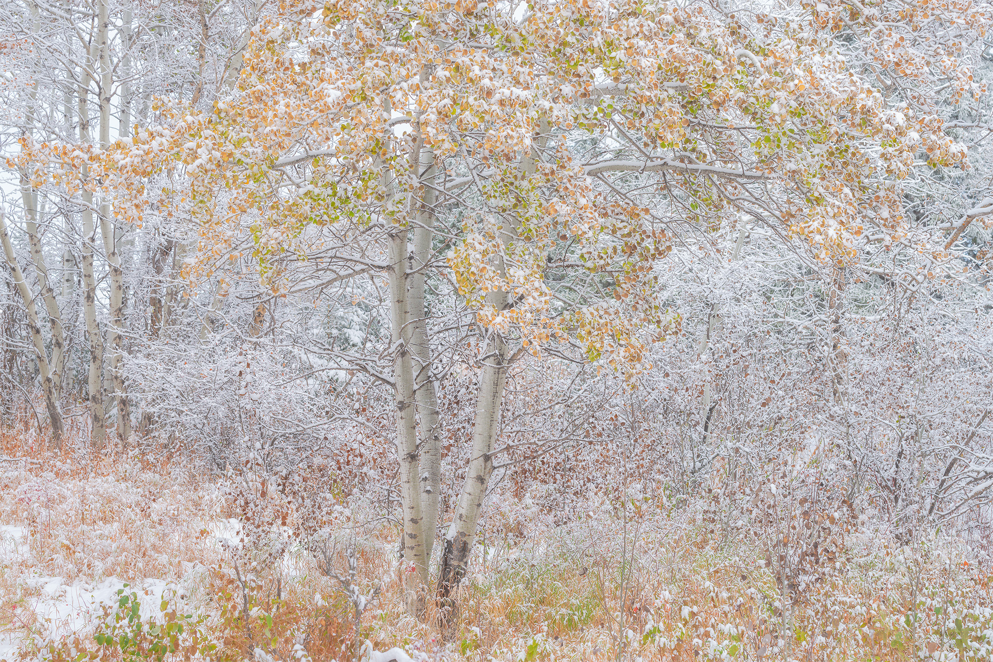 An intimate landscape photograph of an aspen tree covered in snow in fall colour in Saskatchewan