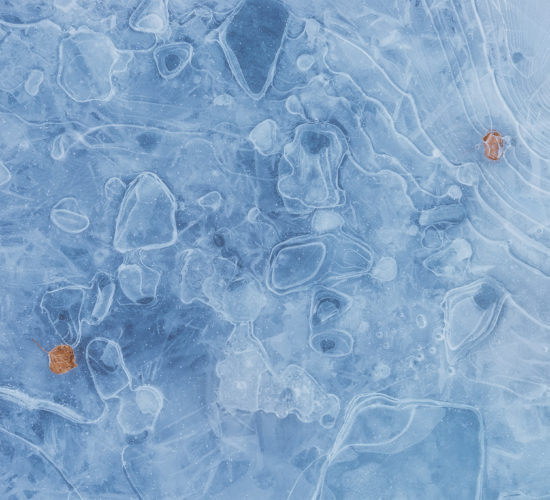 An intimate landscape photograph of two leaves encased in the ice during a Saskatchewan winter