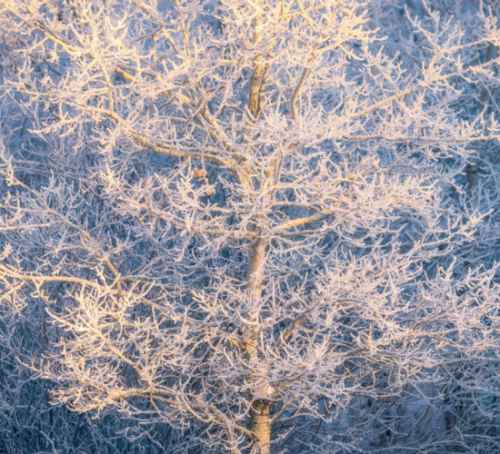An intimate landscape photograph of an aspen tree covered in hoar frost in white butte trails in morning light in Saskatchewan