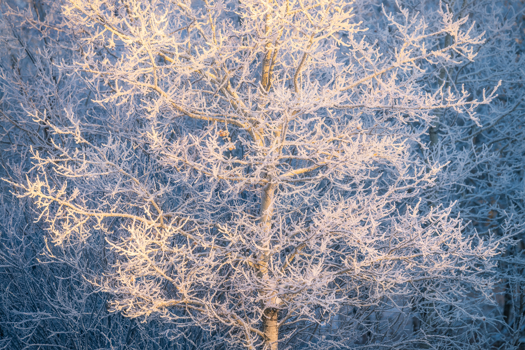An intimate landscape photograph of an aspen tree covered in hoar frost in white butte trails in morning light in Saskatchewan