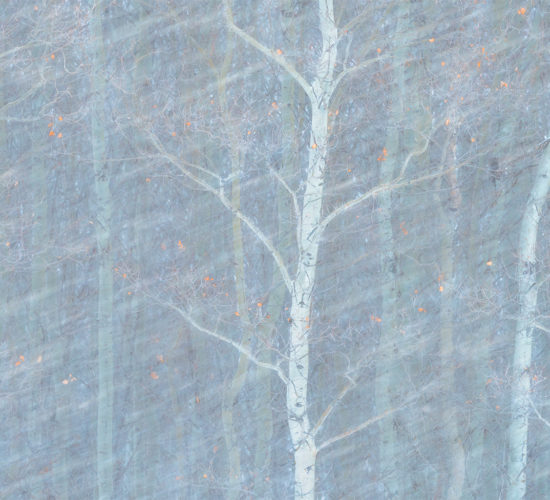 An intimate landscape photograph of an aspen forest during a Saskatchewan blizzard