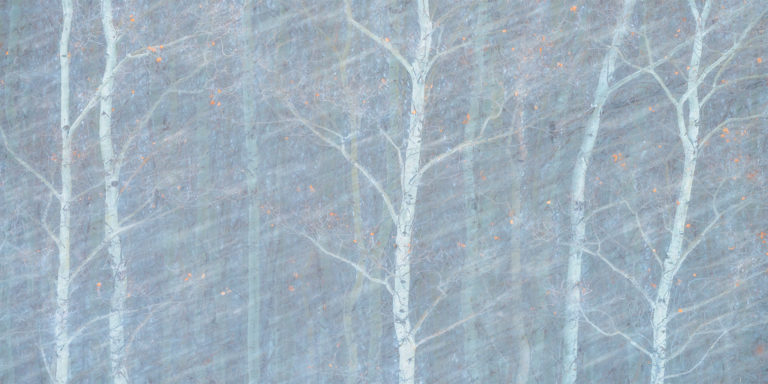 An intimate landscape photograph of an aspen forest during a Saskatchewan blizzard