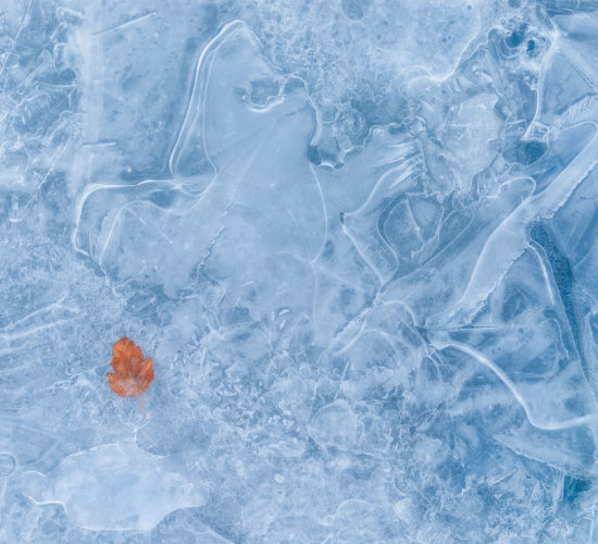 An intimate landscape photograph of a leaf frozen in blue ice in Saskatchewan