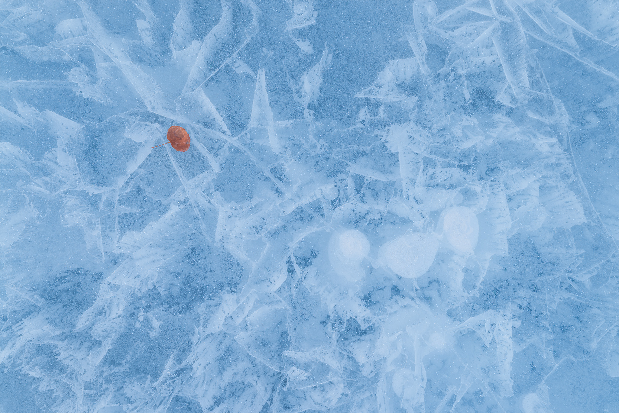 An abstract landscape photograph of an aspen leaf on the ice textures of Abraham Lake