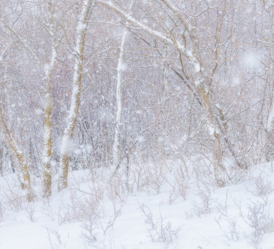 An intimate landscape photograph of trees in the snow at Wascana Trails, Saskatchewan