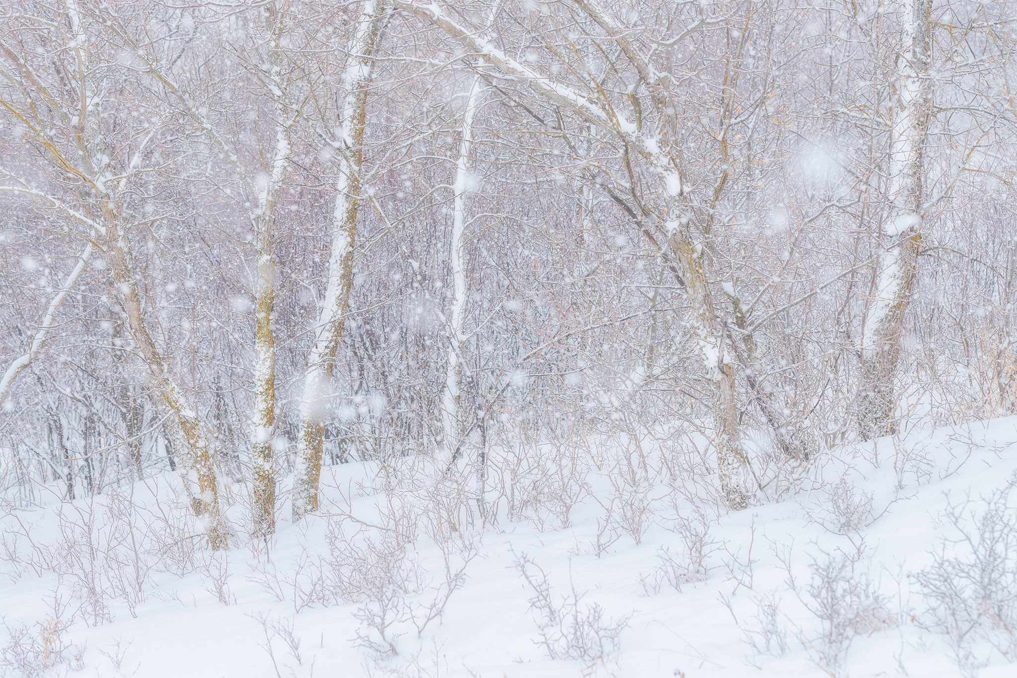 An intimate landscape photograph of trees in the snow at Wascana Trails, Saskatchewan