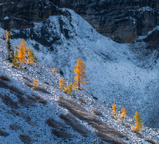 An intimate landscape photograph of golden larch trees in the Canadian Rockies