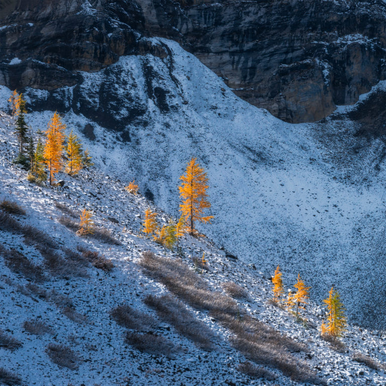 An intimate landscape photograph of golden larch trees in the Canadian Rockies