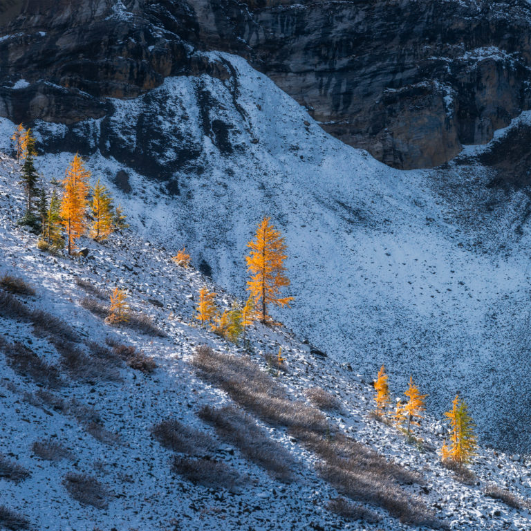 An intimate landscape photograph of golden larch trees in the Canadian Rockies