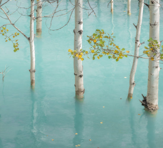 An intimate landscape photograph of flooded aspen trees at Abraham Lake
