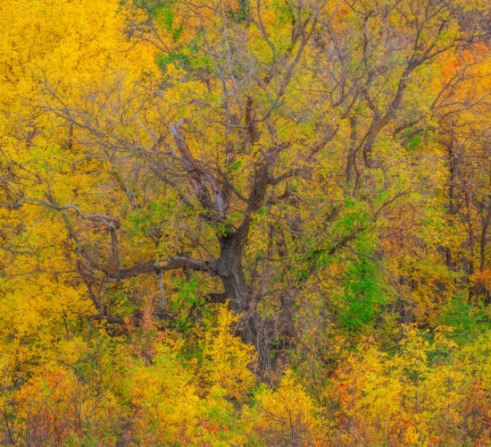An intimate landscape photograph of an old poplar tree surrounded by vivid fall colours in Wascana Trails, Sasktchewan