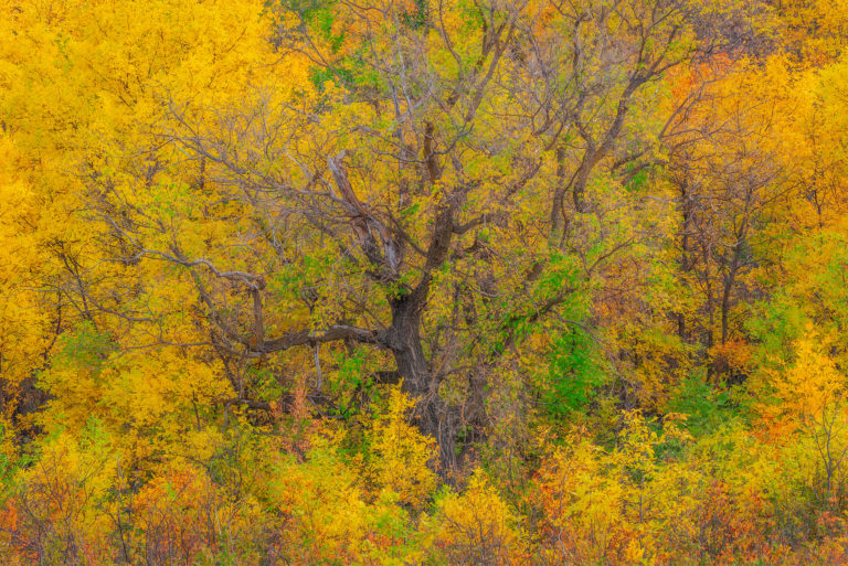 An intimate landscape photograph of an old poplar tree surrounded by vivid fall colours in Wascana Trails, Sasktchewan