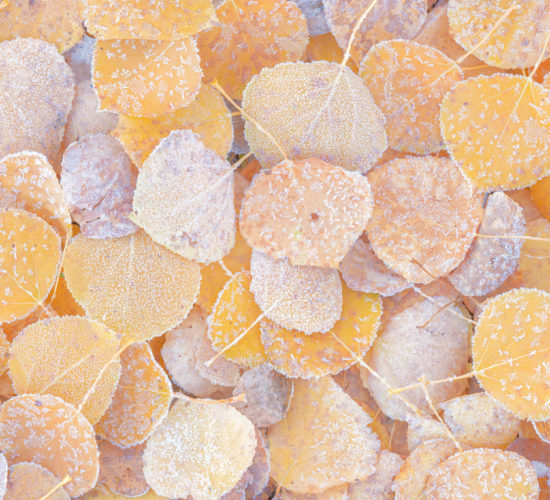 An intimate landscape of a carpet of frosty aspen leaves in saskatchewan