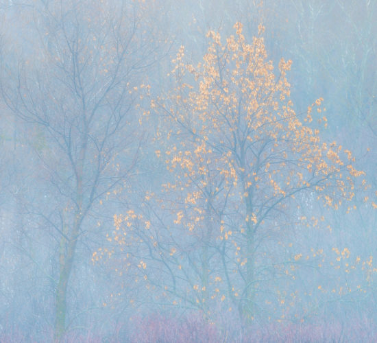 An intimate landscape photograph of a group of trees in the fog at Wascana Trails, Saskatchewan