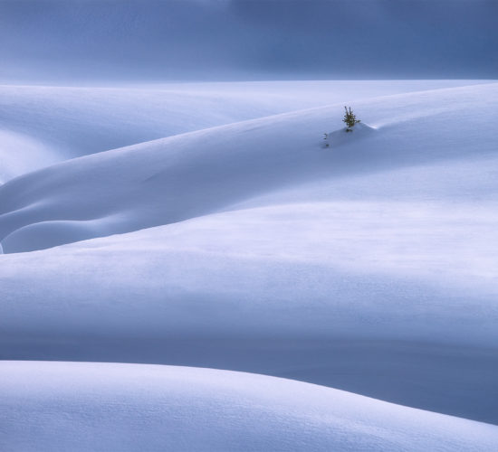 An intimate landscape photograph of a tree buried in snow dunes in the Canadian Rockies
