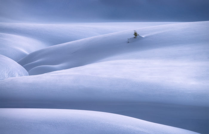 An intimate landscape photograph of a tree buried in snow dunes in the Canadian Rockies