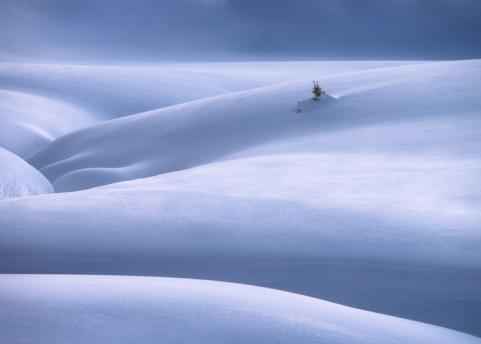 An intimate landscape photograph of a tree buried in snow dunes in the Canadian Rockies