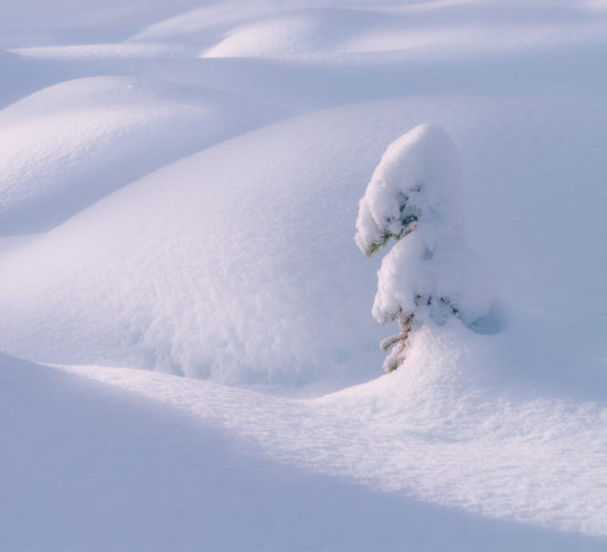 An intimate landscape photograph of a buried snow-covered tree in the Canadian Rockies