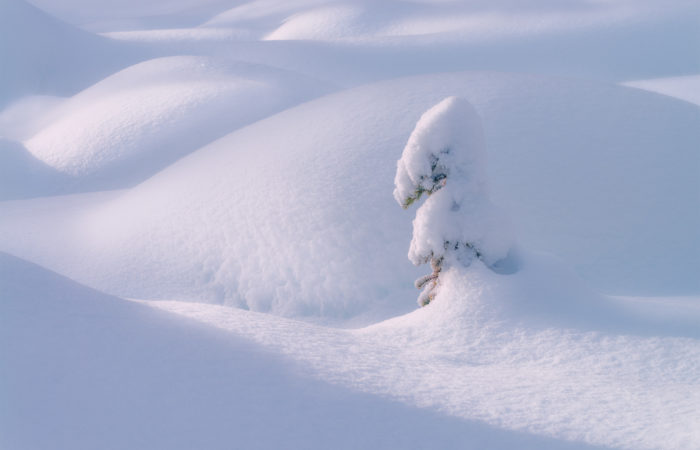 An intimate landscape photograph of a buried snow-covered tree in the Canadian Rockies
