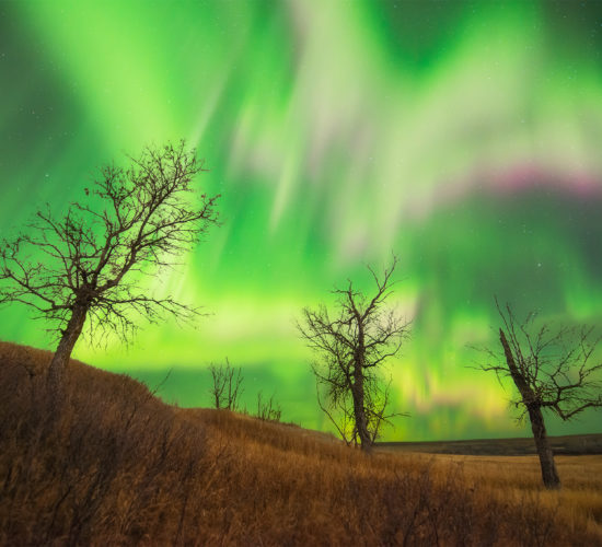 Aurora Borealis over three trees in Saskatchewan
