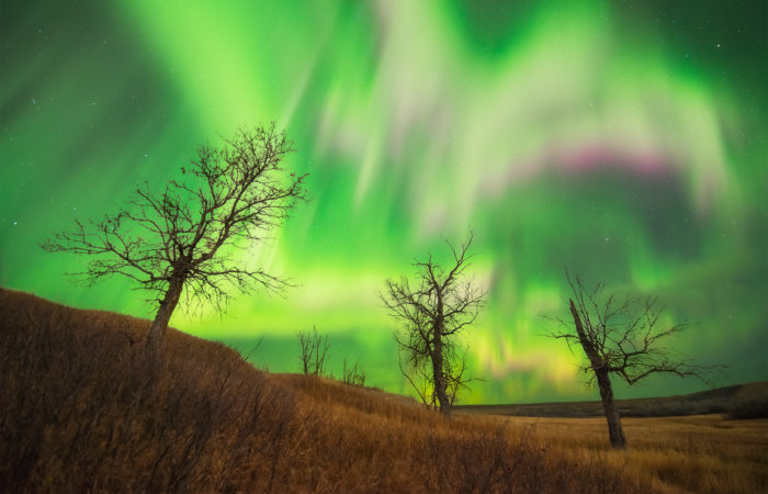 Aurora Borealis over three trees in Saskatchewan