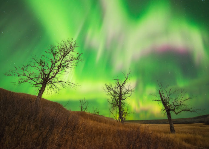 Aurora Borealis over three trees in Saskatchewan